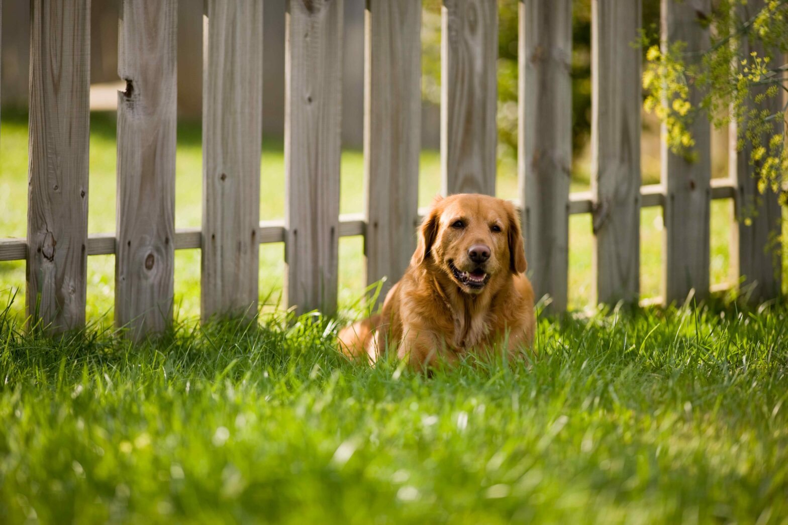 Photo of a wood fence from a Florida fence company