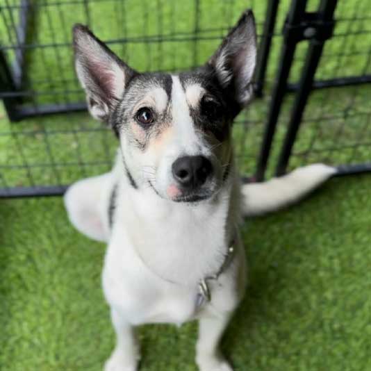 Tampa Fence and Mercy Full Project adopt a dog