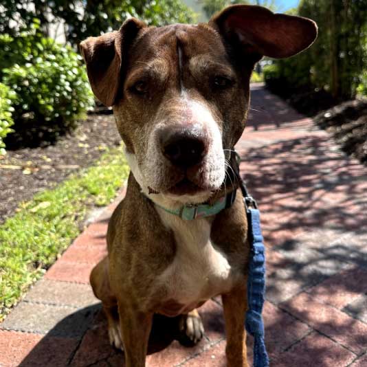 Mercy Full Project Dog Rescue