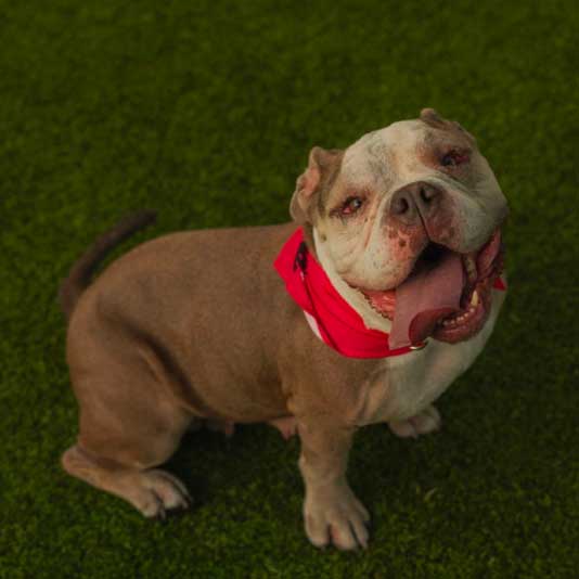 Tampa Fence Dog Rescue