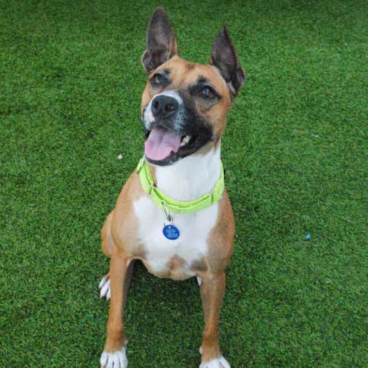 Mercy Full Project adopt a dog project