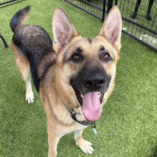 Mercy Full Project rescue a dog