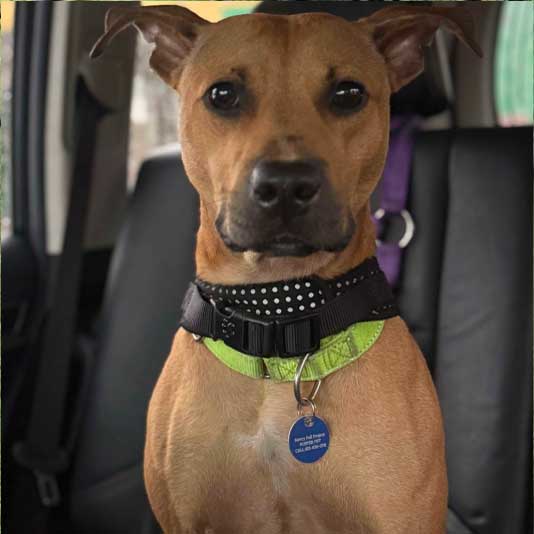Tampa Fence adopt a dog