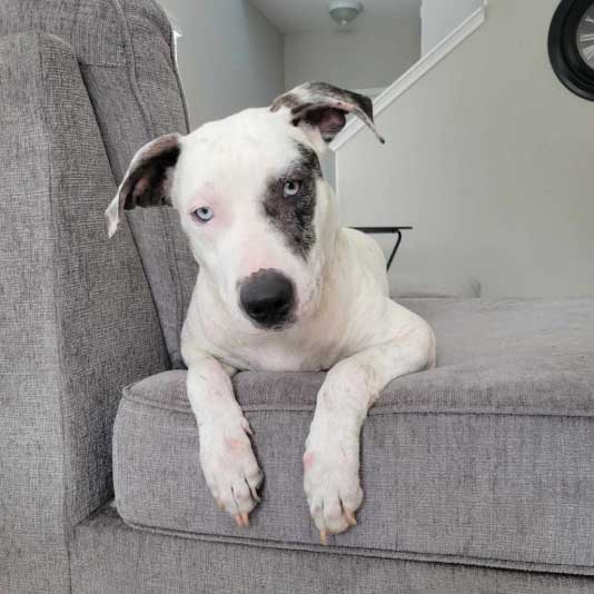 Mercy Full Project and Tampa Fence adopt a dog project
