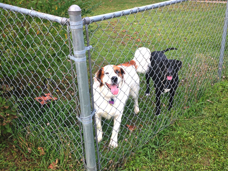 Chain link fences in Tampa Florida are strong