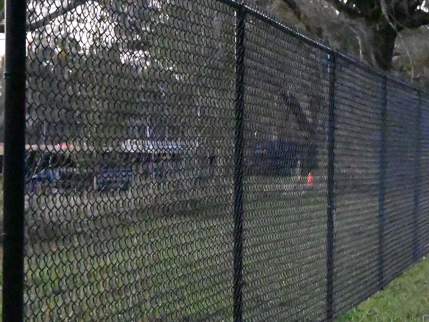 chain link fence Lutz Florida